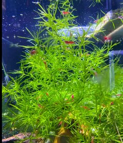Akvarijne rastliny+Krevetky+Gupky(Gupka-Pavie ocko) - 6