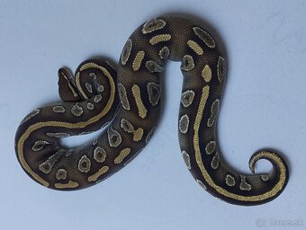 Python regius - 6