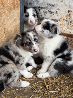 Border kolie blue merle - 6