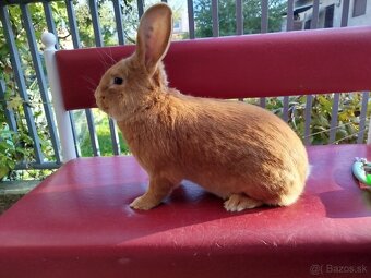 Burgundský králik - 6