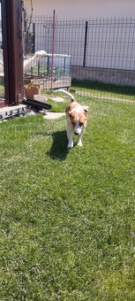 Jack russell teriér krytie - 6