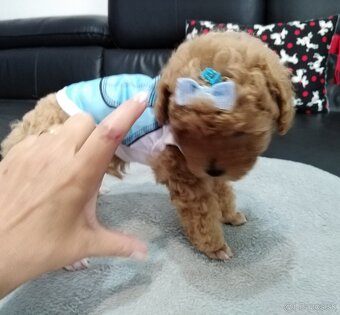 ❤️Pudlik mini toy ❤️ - 6
