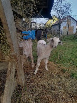 Predám kozičky - 6