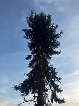 Pílenie stromov - 6