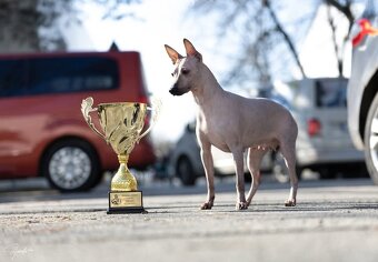 Americký bezsrstý teriér - 6