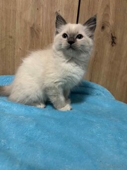 Ragdoll - 6