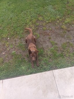 Za symbolicku cenu predám psíka - 6