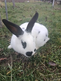 Predáme kraliky - 6