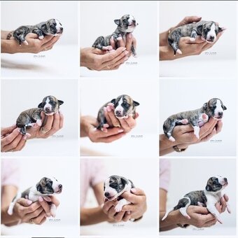 Whippet , Vipet s PP - 6