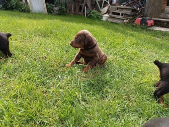 DOBERMAN - šteniatka - 6