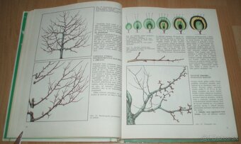 Tvarovanie a rez ovocných drevín - 6