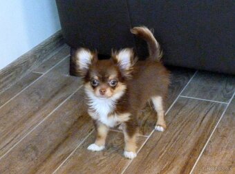 ČIVAVA - psík s PP - 6