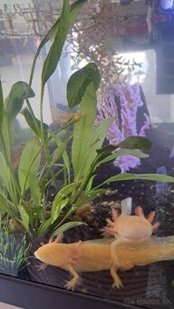 Predám axolotlov s akváriom - 6