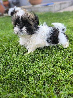 Predám šteniatka Shi-tzu ši-cu šicu shihtzu - 6