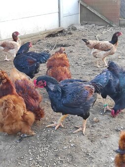 Zdrobnené kačice, pižmovky, indické bojovnice - 6