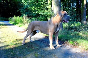 Cane Corso štěňátka s FCI PP - - 6