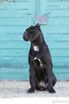 Cane Corso šteniatka s PP ( E’Nata Una Stella ) - 6