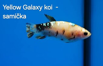 Betta splendens- Yellow Galaxy koi - 6