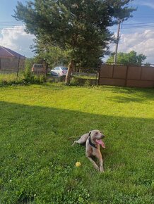 Predám rodinný dom s pozemkom  v Šuranoch - 6