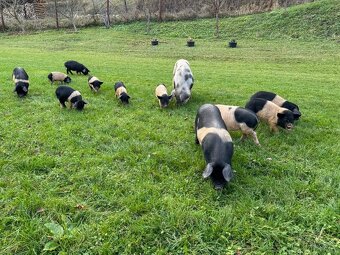 Preštické prasa - 6