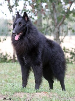 Belgický ovčiak groenendael FCI s PP po šampiónoch - 6