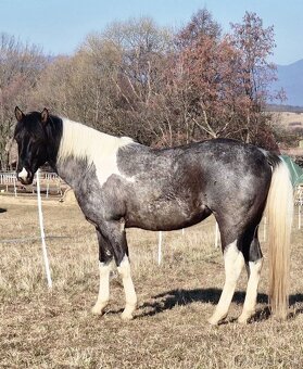 APH APHA PAINT HORSE ŽREBEC pripúšťanie - 6