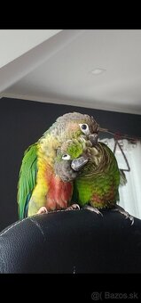 Predám papagája – Pyrrhura (samec) - 6