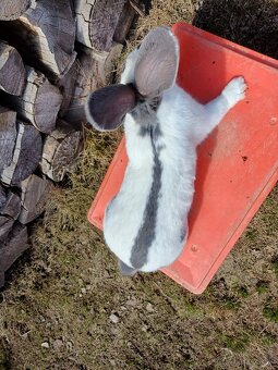 Nemecký obrovitý strakáč - 6