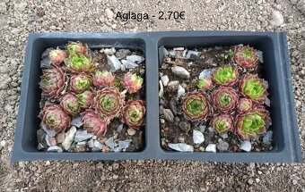 Skalné ruže (Sempervivum) - sadeničky - 6