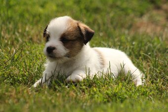 Jack Russell teriér s PP - 6