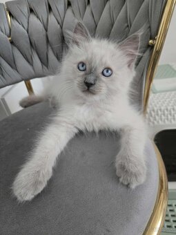 Ragdoll mačiatka blue lynx - 6