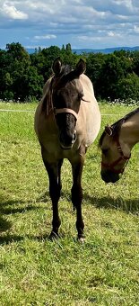 Roční grullo valach Quarter Horse - 6