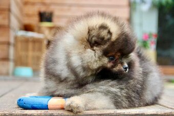 Pomeranian s PP FCI - 6