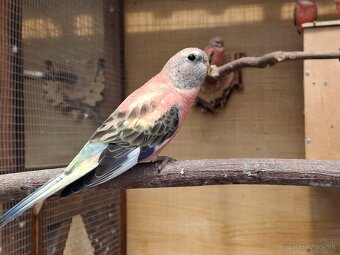 Neofema bourkova - 6