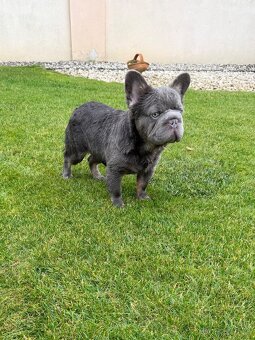 Francuzsky buldoček fluffy big rope fenka a psík - 6