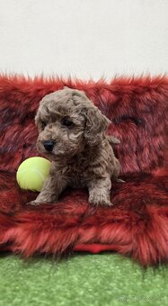 Šteniatka Pudlik, pudel toy - 6