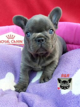 Francúzský buldoček modrý - French bulldog blue - 6