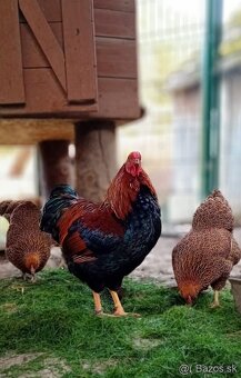 Wyandotka jarabičia vlnitá - mladý kohútik - 6