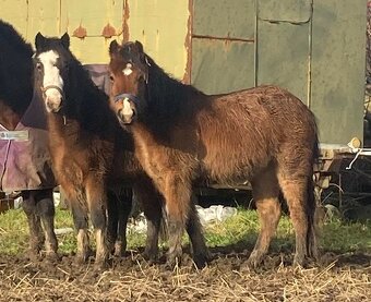 Welsh pony A - pára - 6
