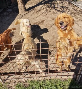 Zlatý Retriever - 6