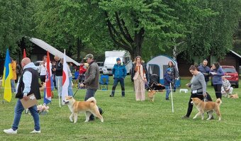 Akita inu s FCI rodokmeňom - plánovaný vrh - 6