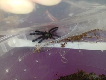 Caribena/Avicularia versicolor, tarantula, pavúk - 6