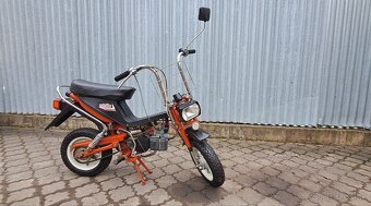 Stella - 6