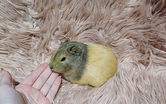 Morské prasiatka - Morčiatka- IHNEĎ K ODBERU - 6