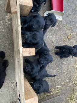 Bradáč veľký - šteniatka - 6