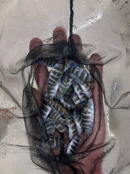 Africké cichlidy, rôzne druhy - 6