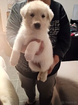 Biely švajčiarsky ovčiak - 6