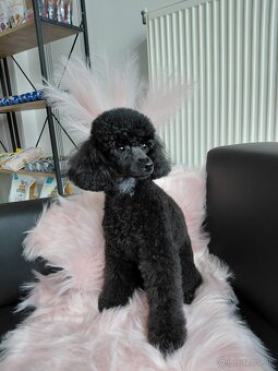 Nový Salón pre psov Lusi vo Svite. - 6