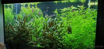 Akvarijné rastliny - 6