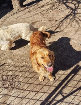 Zlatý Retriever - 6